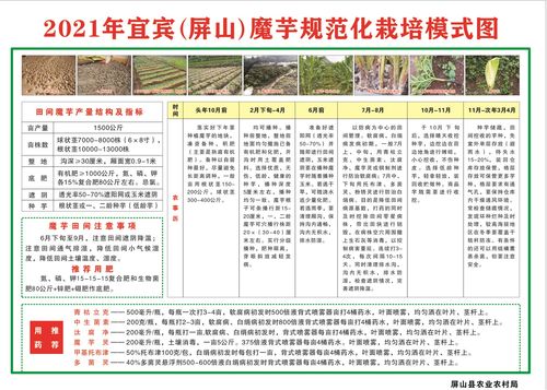 技術傳授到田間，農技推廣重實效——屏山縣白魔芋規(guī)范化種植技術現場培訓會側記